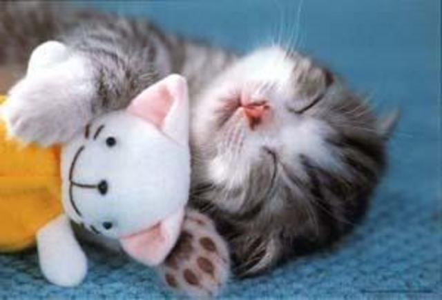 Kitty