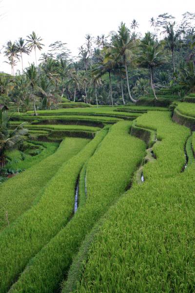 Rice Farm