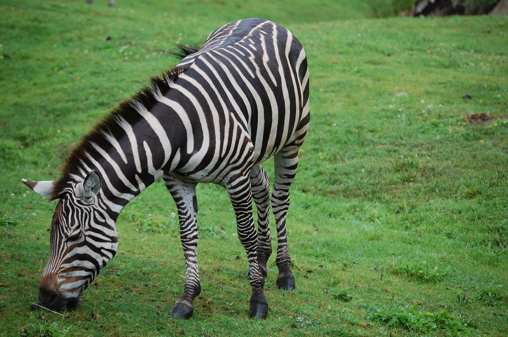 zebra