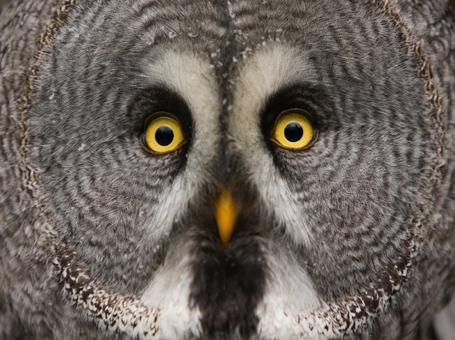 big eyed owl twitter