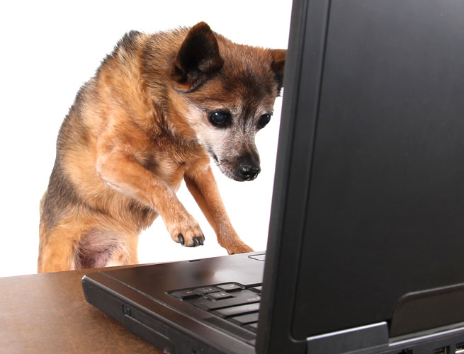 ss dog on computer