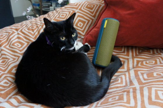 Cats love the UE Boom