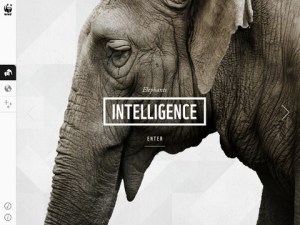 WWF iPad app