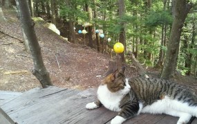 Robot Loves Kitty treehouse