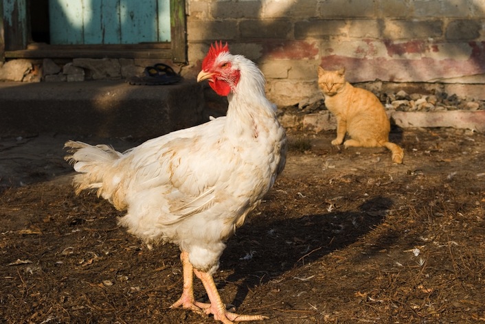 chicken cat