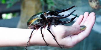 Finding bugs for Google just got juicier, reward money increases 5x