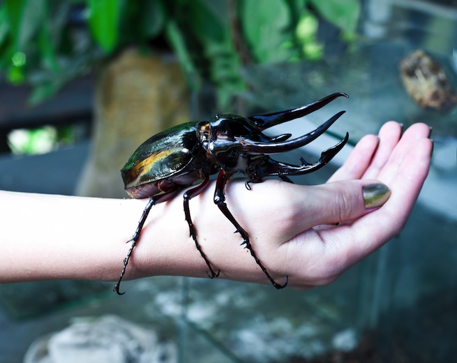 giant beetle