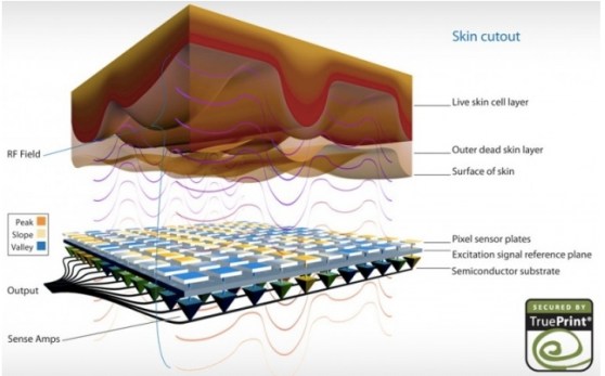 Concave fingerprint sensor