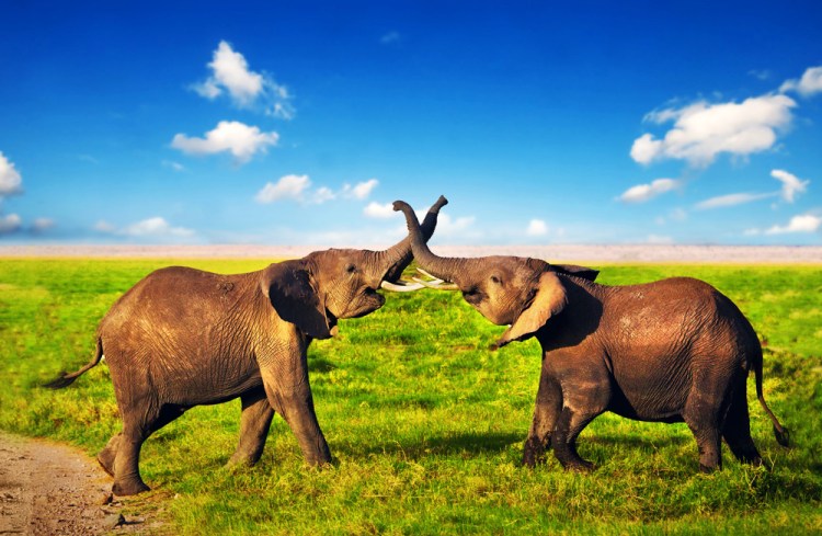 IBM, Verizon, and Savvis will offer Cloudera's platform-as-a-service on their clouds