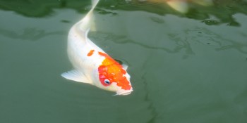 The little fish-big pond effect of today’s social collaboration tools