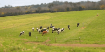 Moo-ve over, humans: Researchers turn to robots to replace cow herders