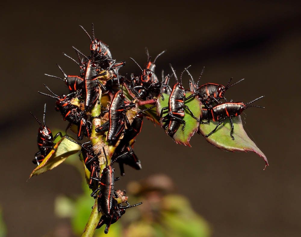 bug swarm