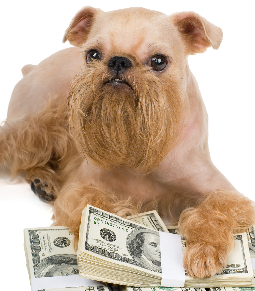 Dog guarding money