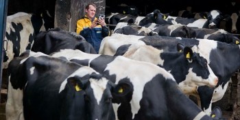 Cow computing? Scottish company creates wearable sensors for cows