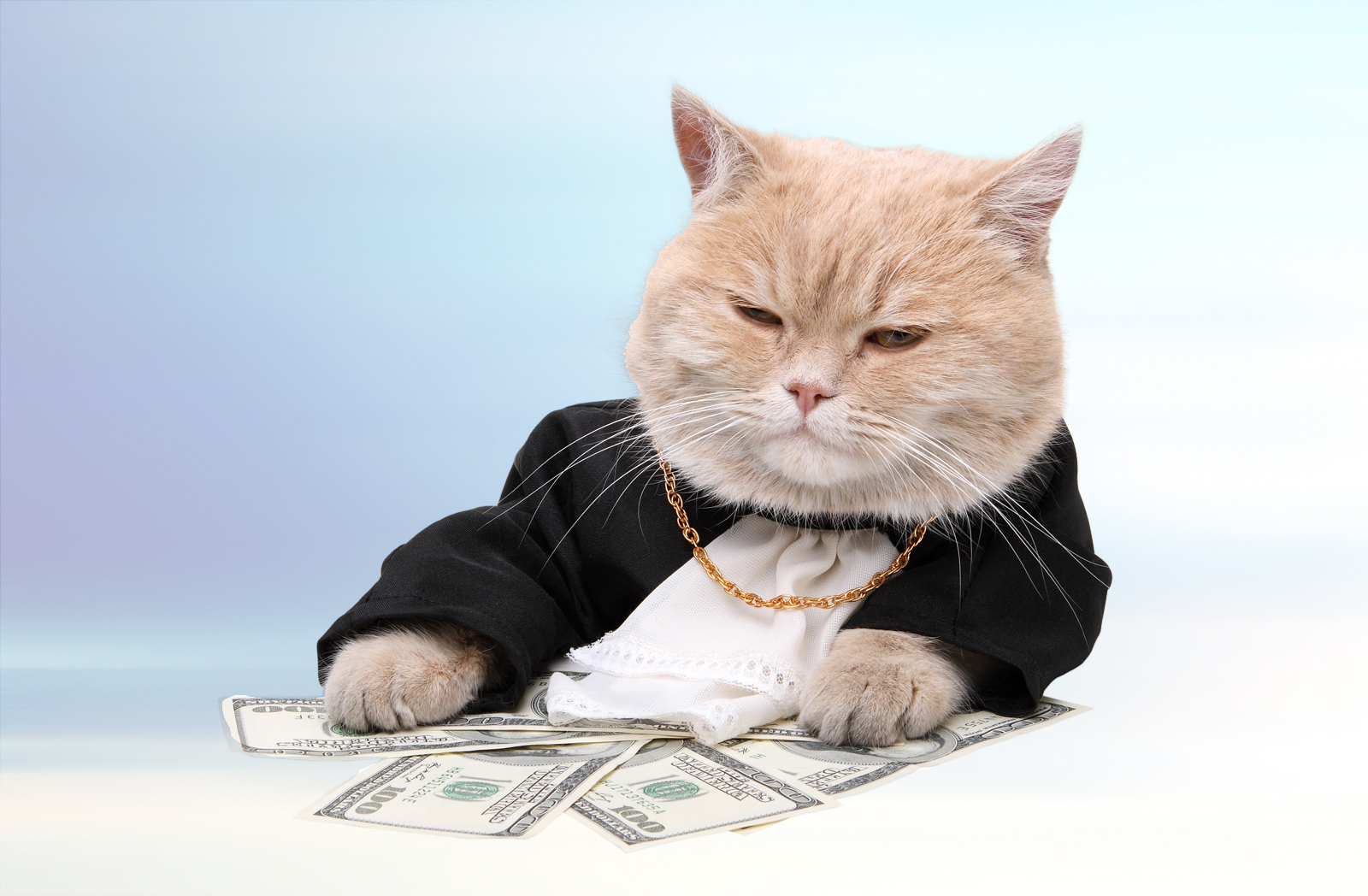 Funding daily cat