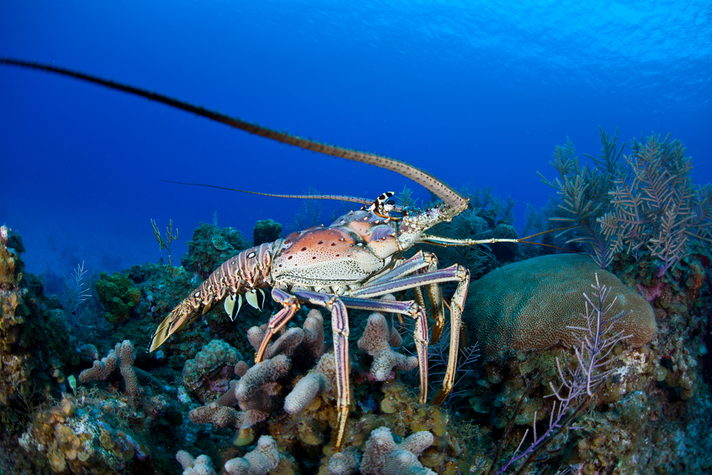 This Caribbean Spiny lobster is not 400 pounds. But it is adorable.