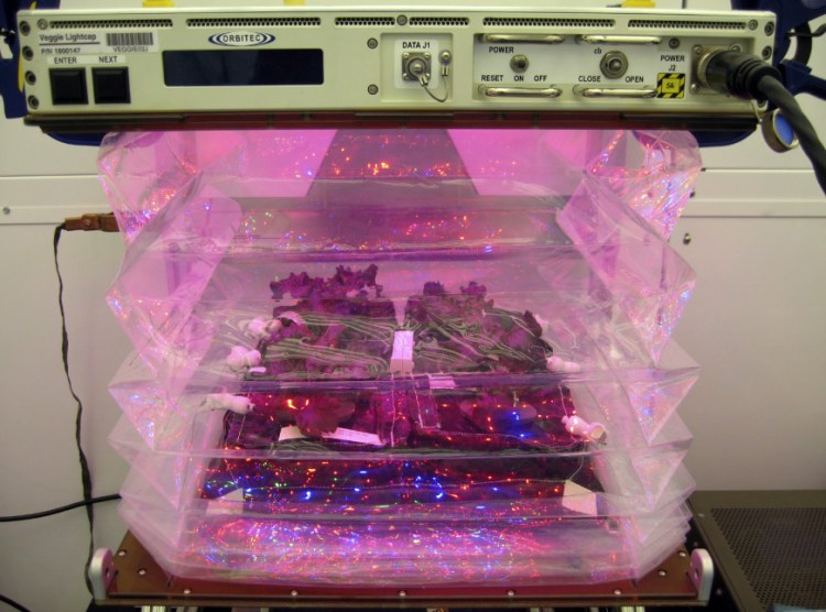 Outredgeous red romaine lettuce plants grow inside the bellows of a prototype Veggie flight pillow.