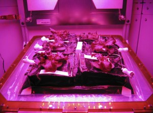 Red romaine lettuce plants grow inside in a prototype Veggie flight pillow.