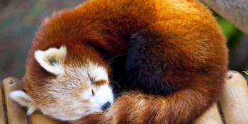 Firefox 29 is proof that Mozilla actually cares about design