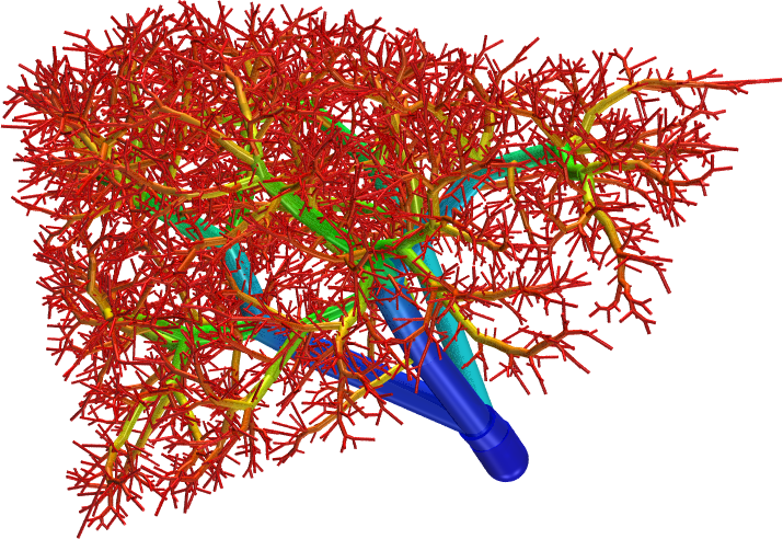 The vascular network of the human liver.