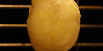 Snowden-endorsed file-sharing service SpiderOak to set up 'warrant canary'