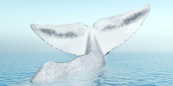 AppNexus grabs $60M to pursue its White Whale: 'making advertising better'