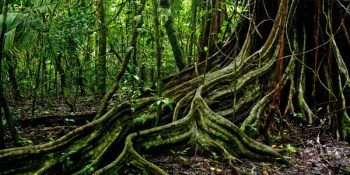 VB Webinar:  Welcome to the data jungle; analytics 3.0 with Tom Davenport