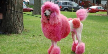 Here we go again: Google discloses details on new SSL vulnerability, Poodle