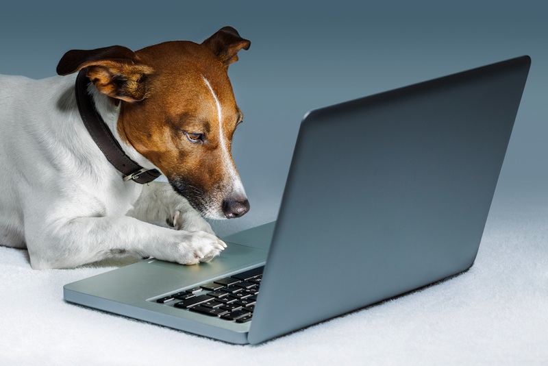 dog browsing on Net