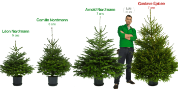 At last! The smart Christmas tree is here to save the holidays and the environment