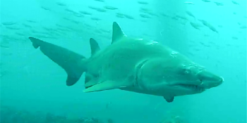 New open-water streaming Shark Cam turns every day into Shark Week