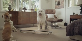 Cats and dogs get fooled by a pseudo transparent 4K TV