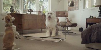 Cats and dogs get fooled by a pseudo transparent 4K TV