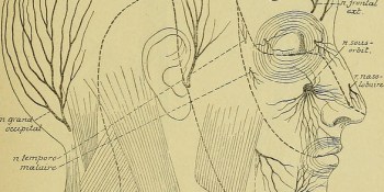 The smartphone: The new central nervous system