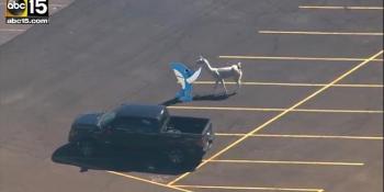 What 2 runaway llamas taught us about net neutrality