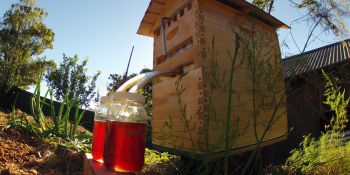 Indiegogo’s new crowdfunding record: $5.3M and counting for a smart beekeeping system