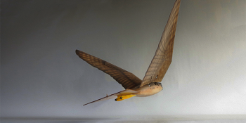 Bird-scaring drone startup scores $1.7M to, well, terrorize birds