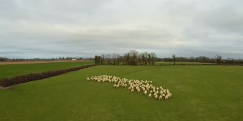 Watch this drone herd sheep like a sheepdog