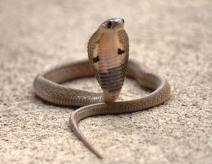 Indian cobra.