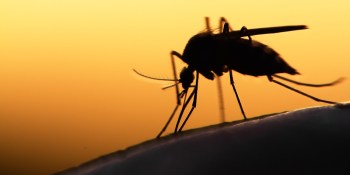 Microsoft wants to help capture mosquitoes to prevent disease outbreaks