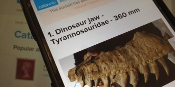 Catawiki raises $82M to grow its online auction house for collectibles such as dinosaur bones