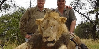 Yelp is scrubbing thousands of angry comments from the page of a lion-murdering dentist