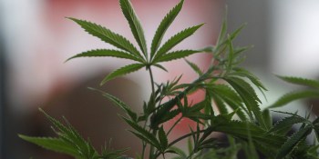 Cannabis startup Tradiv is raising $1M to connect growers and sellers