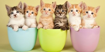 Foursquare says your check-ins will now save kittens