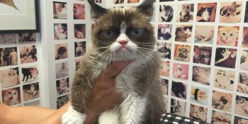 Grumpy Cat reluctantly partners with Foursquare to save kittens