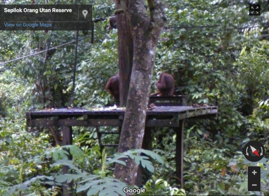 Sepilok Orang Utan Reserve