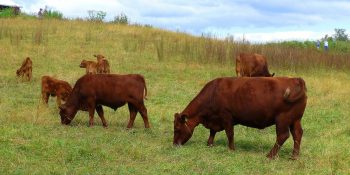 JBS meatpacker ransomware attack likely by Russian criminals, U.S. says