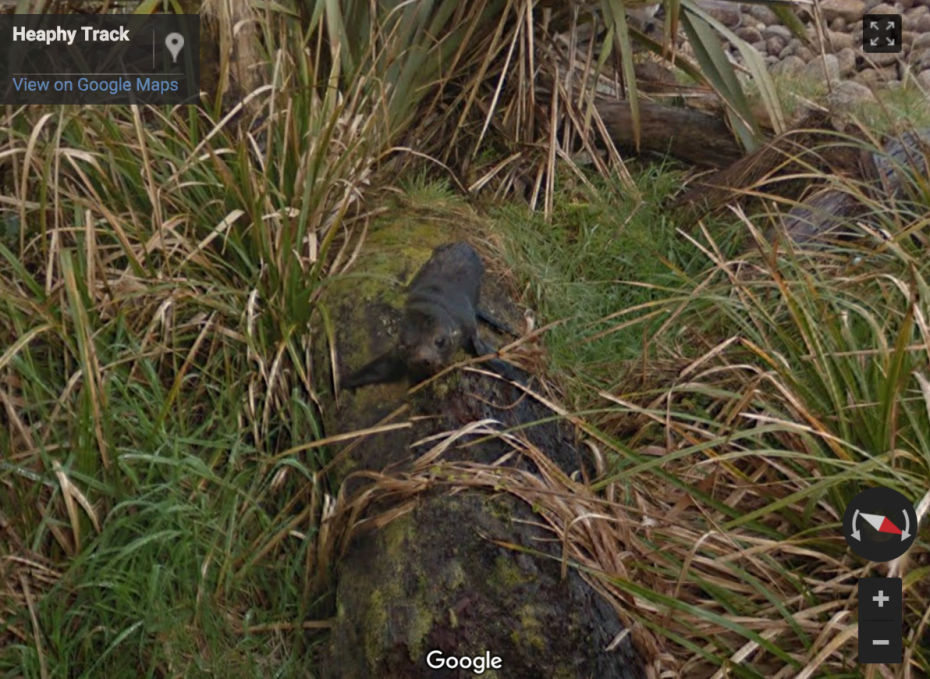 "Say hi to baby seals on the Heaphy Track."