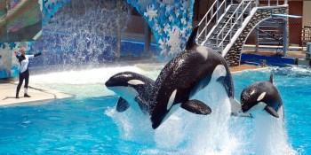 Virtual reality can save killer whales — and SeaWorld