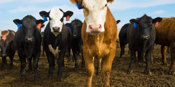 A cloning company wants to produce up to 1 million cattle a year, starting in 2016